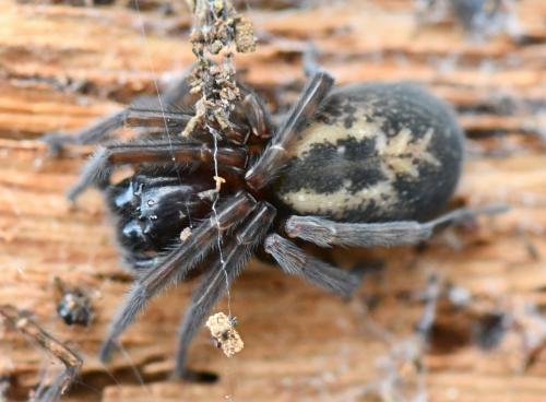 Amaurobius ferox